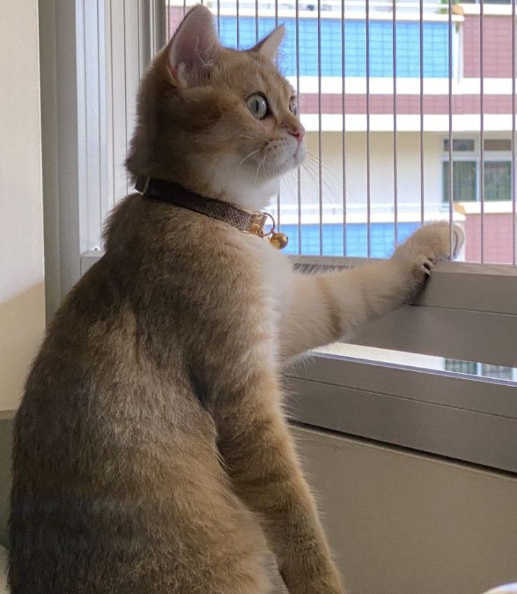 Invisible Grill for Cat Safety