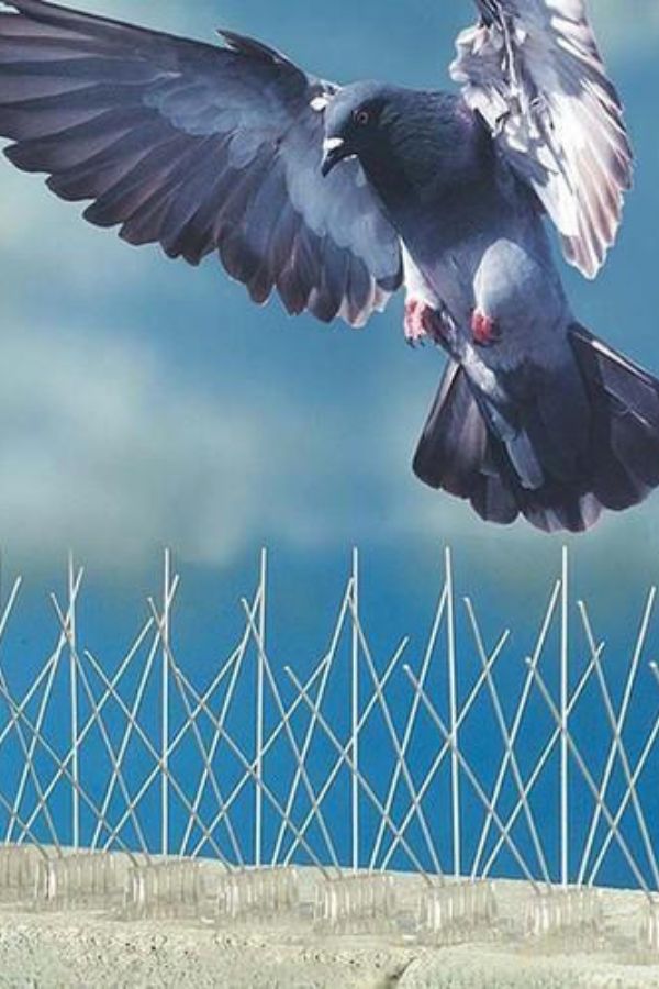 Bird and Pigeon Control Spikes